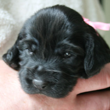 Field Spaniel Puppy