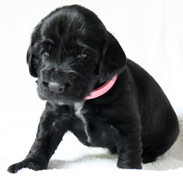 Field Spaniel Puppy