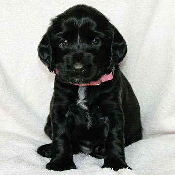Field Spaniel Puppy