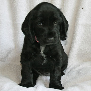 Field Spaniel Puppy