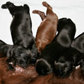 Gabby & Burke Puppies