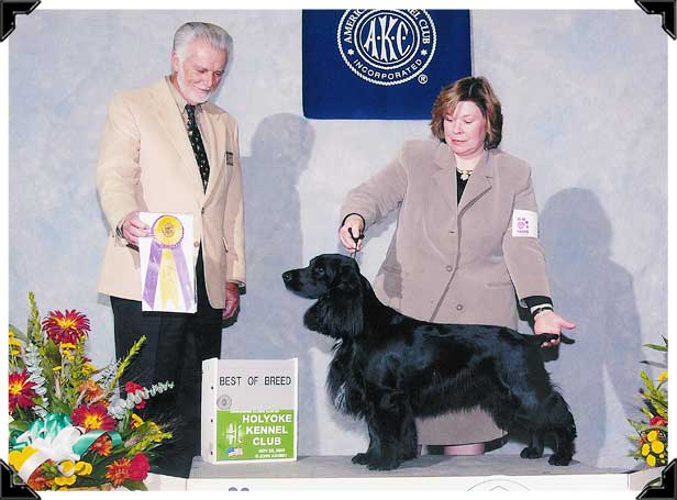 Field Spaniel Best of Breed Merlin