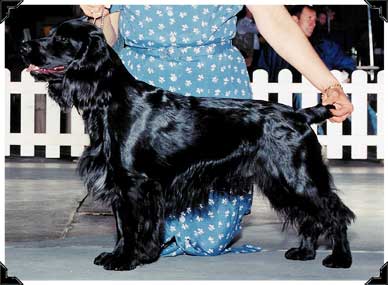 Field Spaniel Best of Winners Merlin