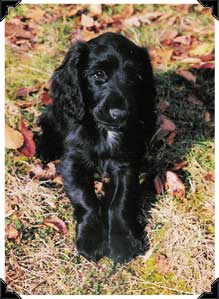 Field Spaniel Merlin Puppy