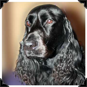 Burke, Field Spaniel