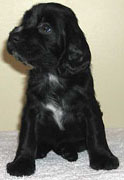 Kendian Field Spaniel Puppy