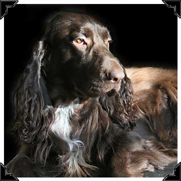 Gabby, Field Spaniel