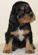 Kendian Field Spaniel Puppy
