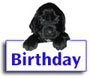 Field Spaniel Puppy Photos