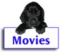 Field Spaniel Movies