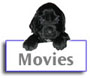 Field Spaniel Movies