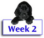 Field Spaniel Puppy Photos