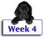 Field Spaniel Puppy Photos