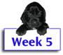 Field Spaniel Puppy Photos