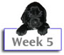 Field Spaniel Puppy Photos