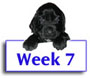 Field Spaniel Puppy Photos