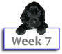 Field Spaniel Puppy Photos
