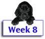Field Spaniel Puppy Photos
