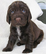 Kendian Field Spaniel Puppy
